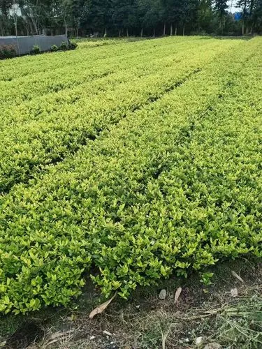 网球拍业余款和专业款区别